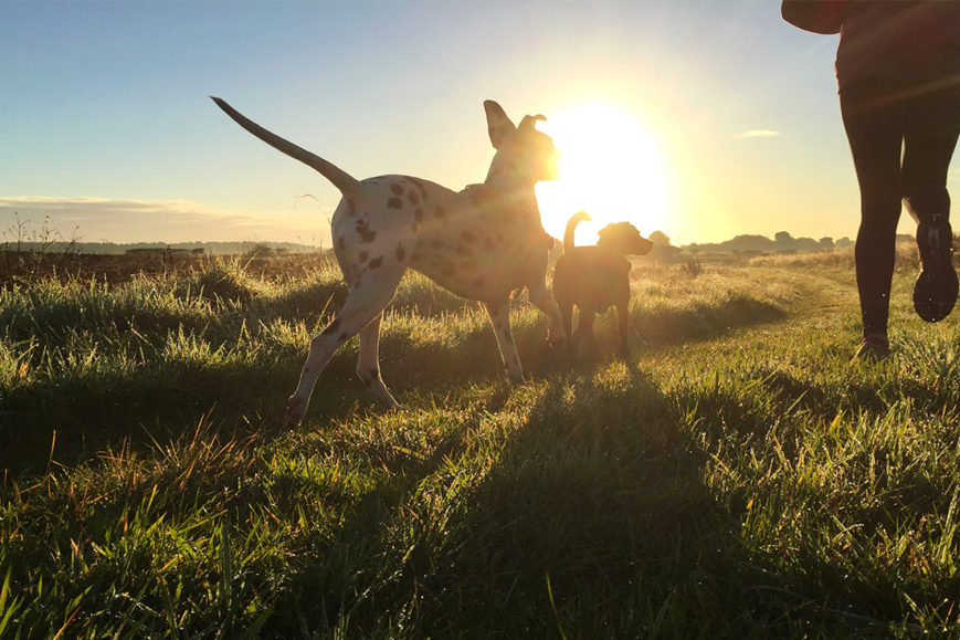 A beautiful sunset with 2 dogs running alongside their human.
